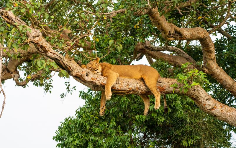 Climbing Lion resting on a tree branch