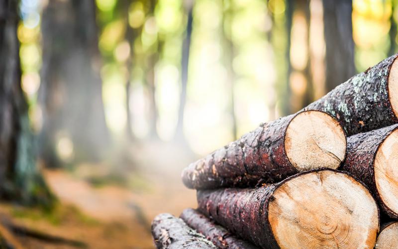 Logs laying on the ground in the forest