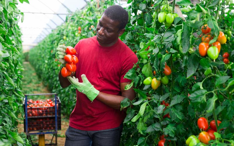 Farmer in a tomato garden