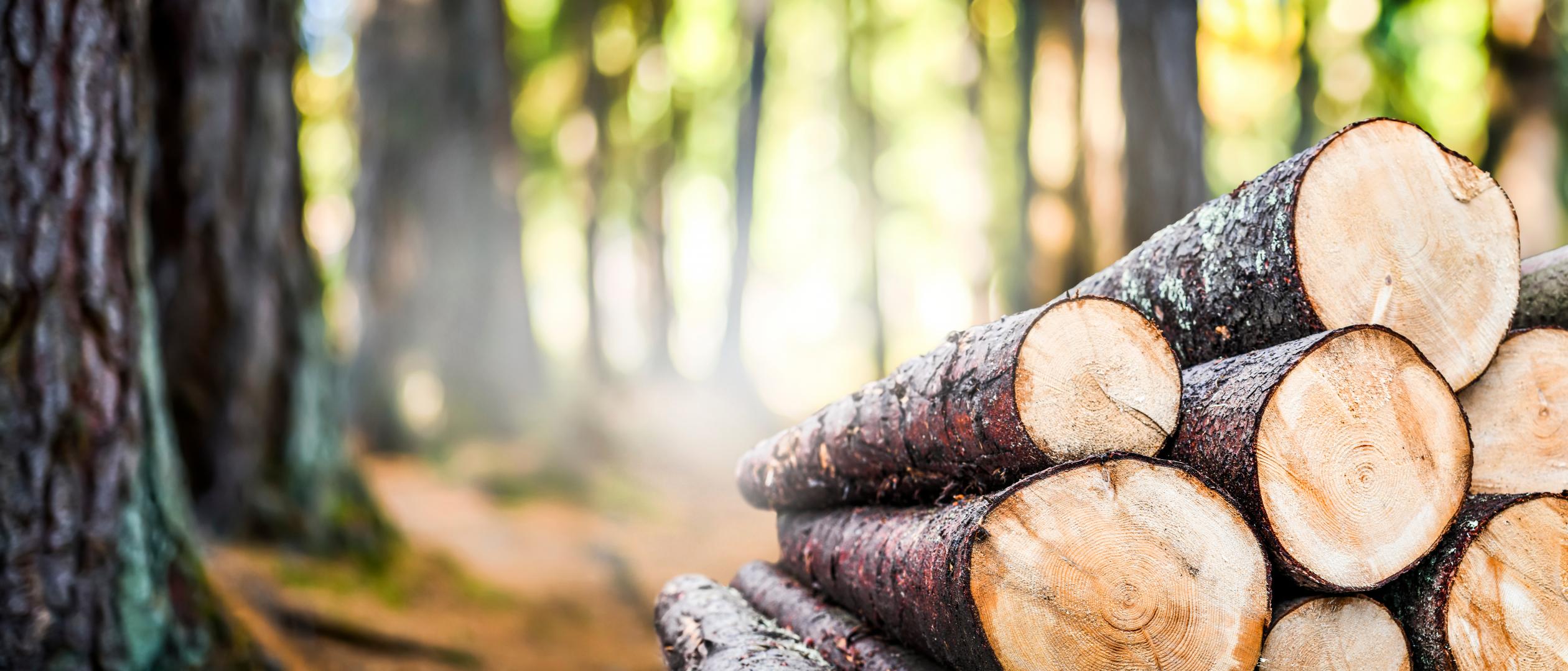 Logs laying on the ground in the forest