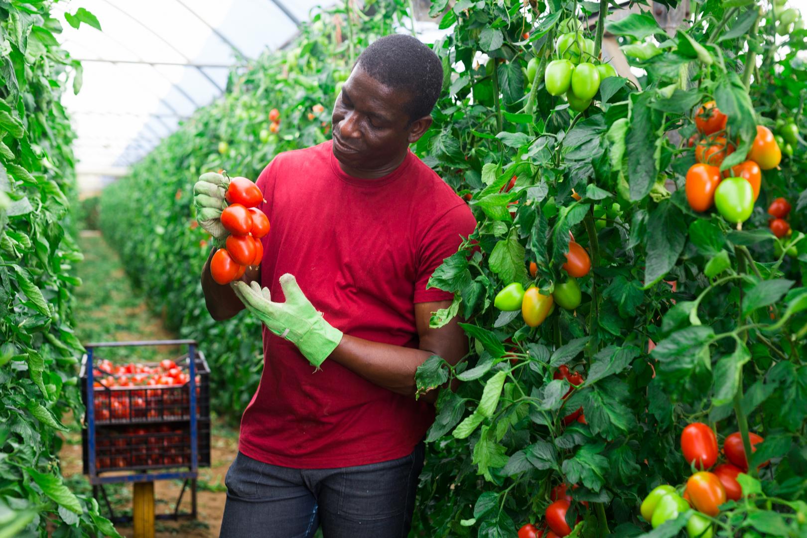 Farmer in a tomato garden